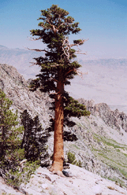 Pinus balfouriana austrina