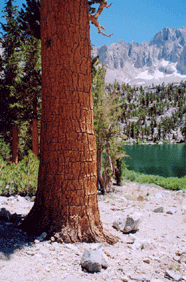 Pinus balfouriana austrina