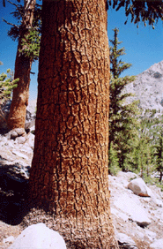 Pinus balfouriana austrina