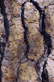 Pinus ponderosa benthamiana