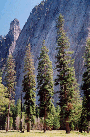 Pinus ponderosa benthamiana