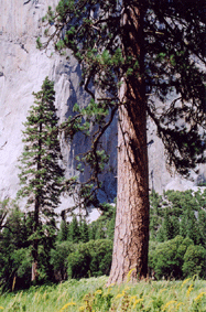 Pinus ponderosa benthamiana