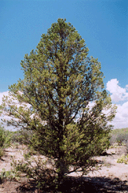 Pinus monophylla californiarum
