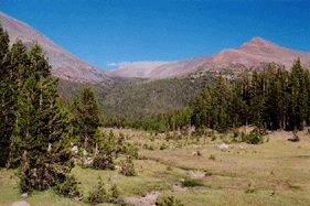 Pinus contorta murrayana