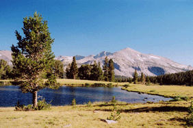 Pinus contorta murrayana