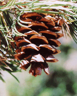 Pinus flexilis