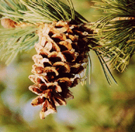 Pinus flexilis