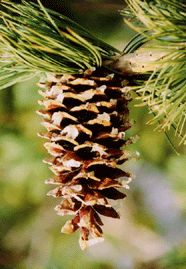 Pinus flexilis