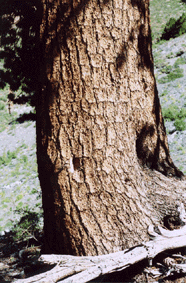 Pinus flexilis