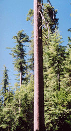 Pinus lambertiana