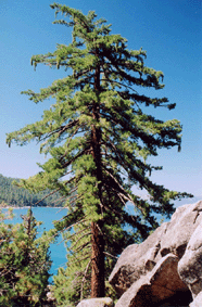 Pinus lambertiana