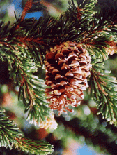 Pinus longaeva