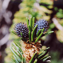 Pinus longaeva