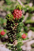 Pinus longaeva