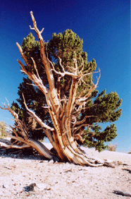 Pinus longaeva