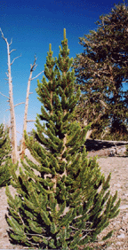 Pinus longaeva