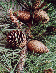 Pinus muricata