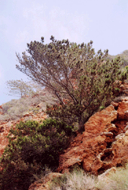 Pinus muricata