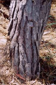 Pinus muricata
