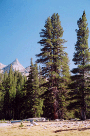 Pinus contorta murrayana