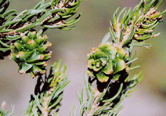 Pinus quadrifolia