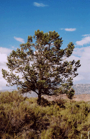 Pinus quadrifolia