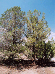 Pinus quadrifolia