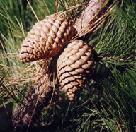 Pinus radiata