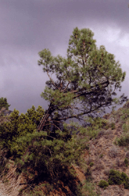 Pinus sabiniana
