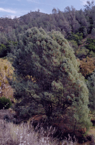 Pinus sabiniana