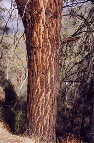 Pinus sabiniana