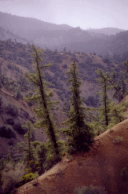 Pseudotsuga macrocarpa