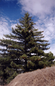 Pseudotsuga macrocarpa