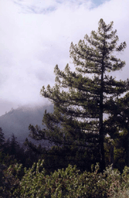 Pseudotsuga macrocarpa