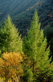 Pseudotsuga menziesii