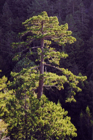 Sequoia sempervirens