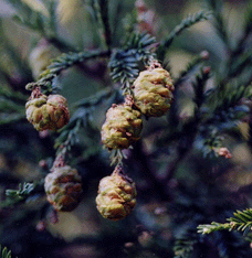Sequoia sempervirens