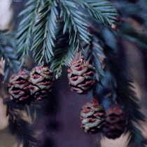 Sequoia sempervirens