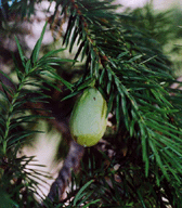 Torreya californica
