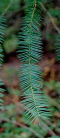 Torreya californica
