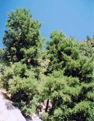 Torreya californica