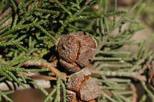 Cupressus lindleyi