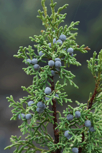 Juniperus angosturana