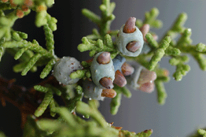 Juniperus angosturana