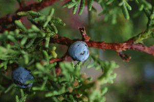 Juniperus angosturana