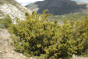 Juniperus angosturana