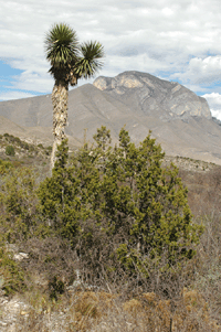 Juniperus angosturana
