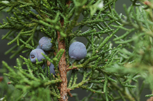 Juniperus angosturana
