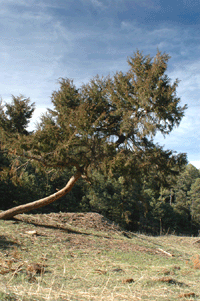 Juniperus blancoi