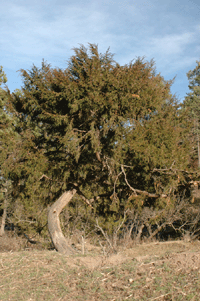 Juniperus blancoi